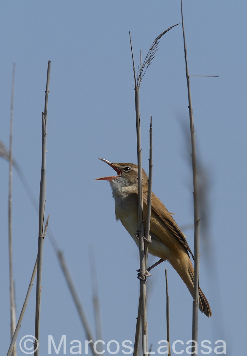 Great Reed Warbler - ML617598216