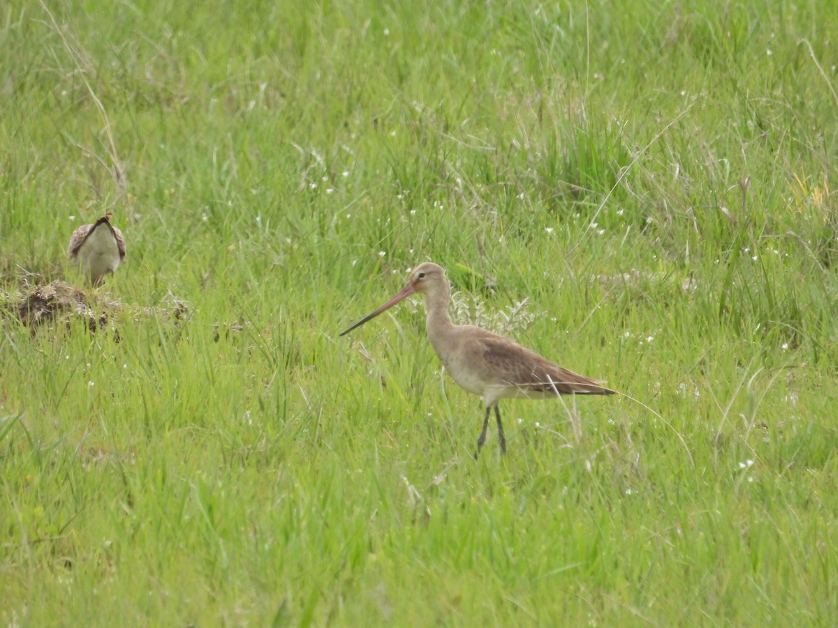 Black-tailed Godwit - ML617598232