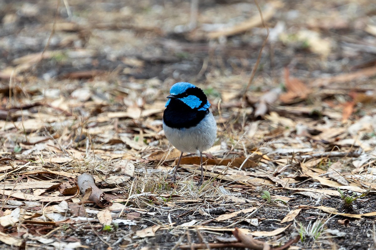 Superb Fairywren - Graham Possingham