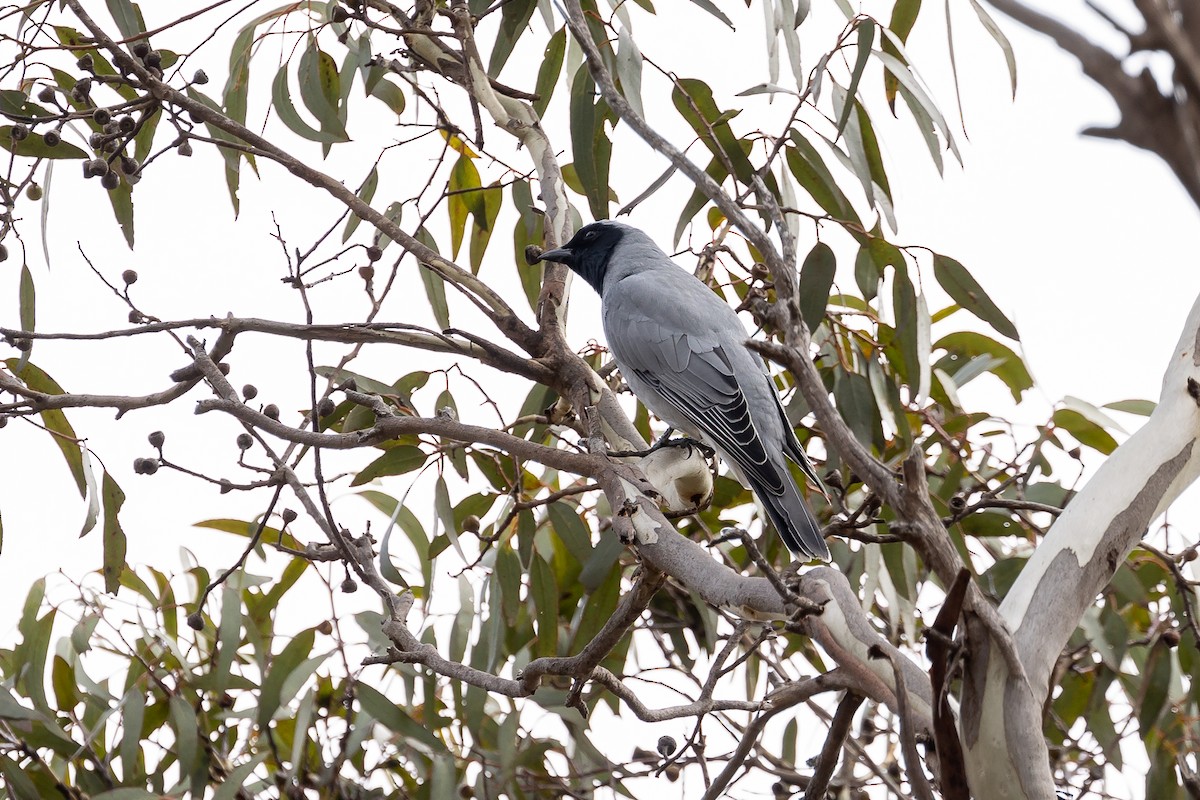 Black-faced Cuckooshrike - ML617598245