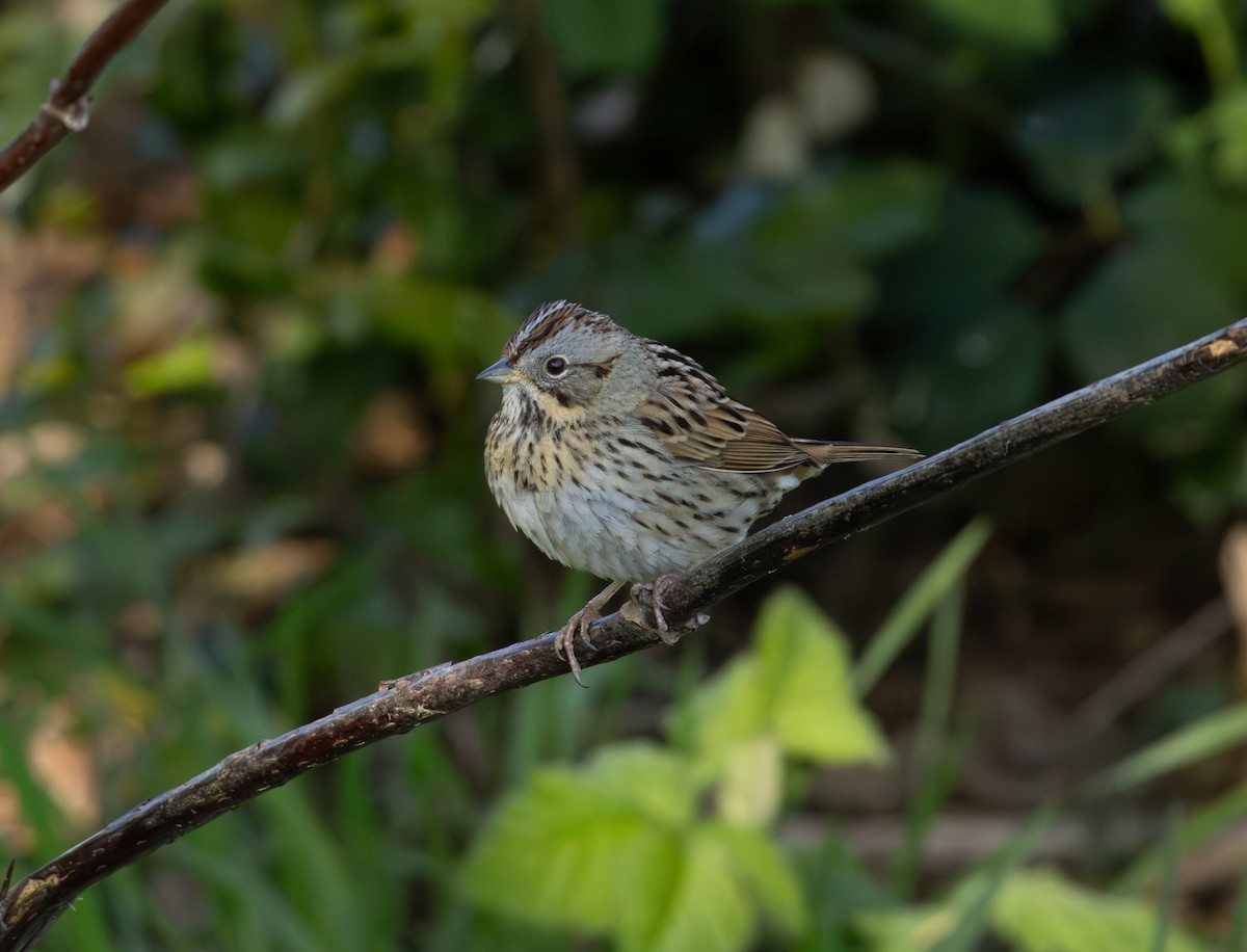 Lincoln's Sparrow - ML617598251