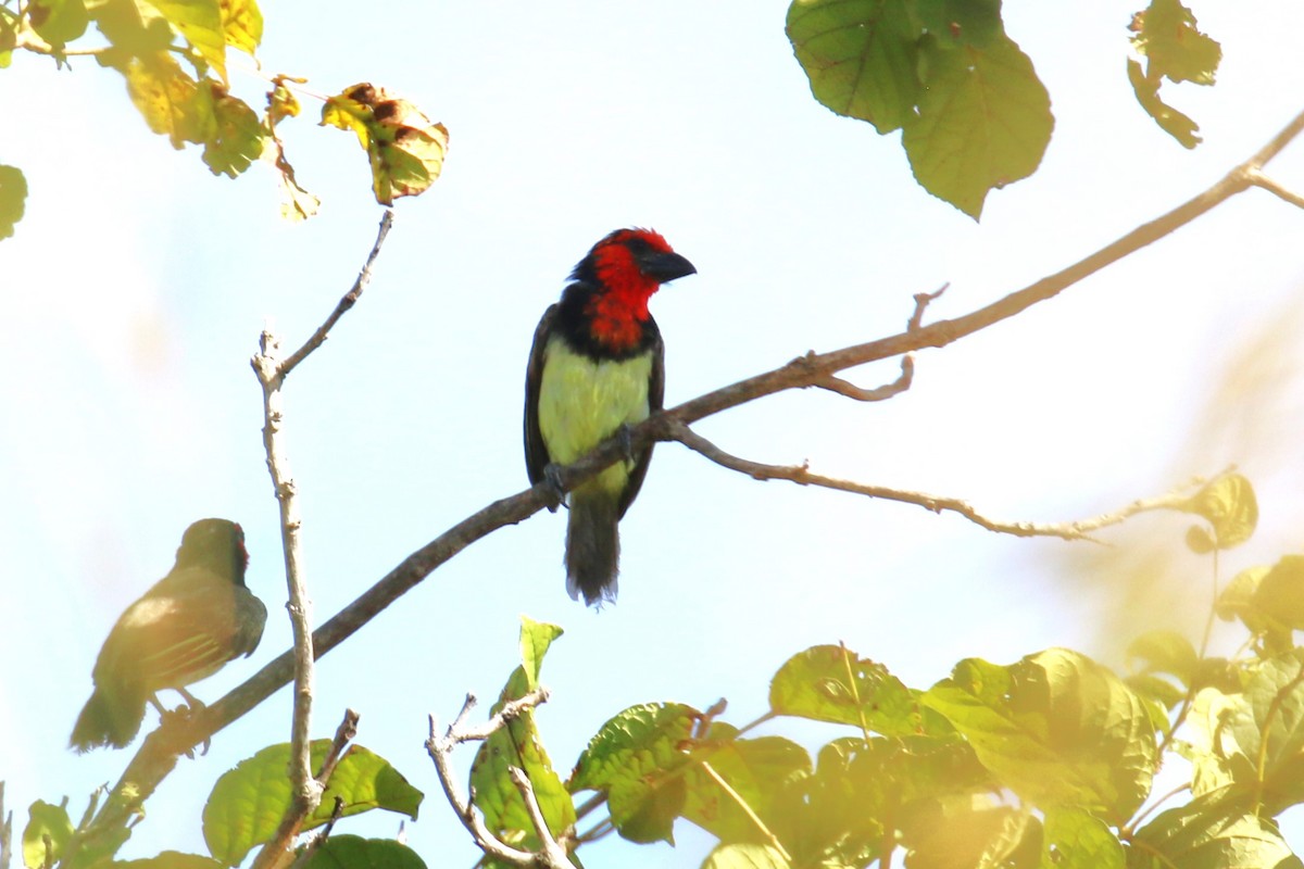 Black-collared Barbet - ML617598311