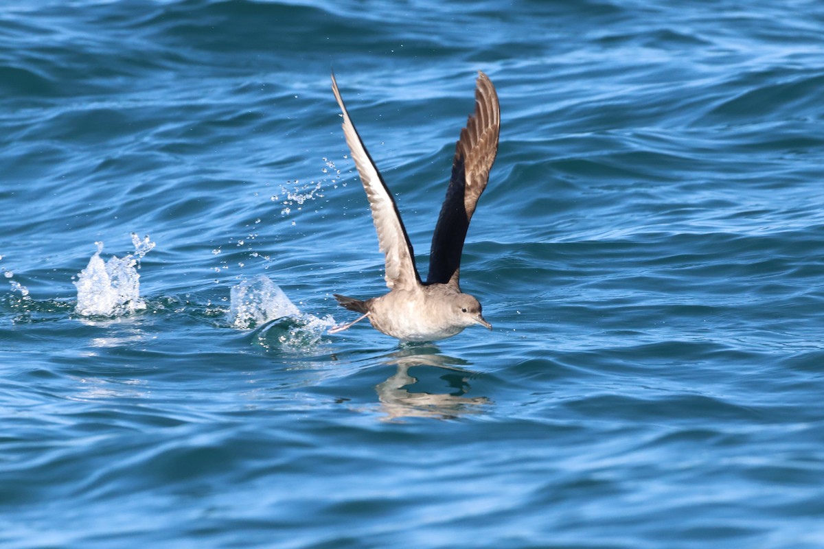 Balearic Shearwater - ML617598425