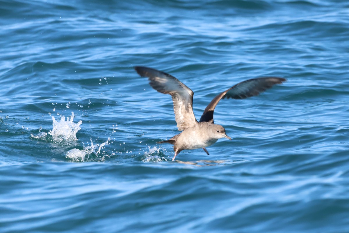 Balearic Shearwater - ML617598426