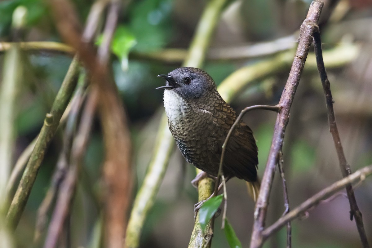 Pale-throated Wren-Babbler - ML617598431