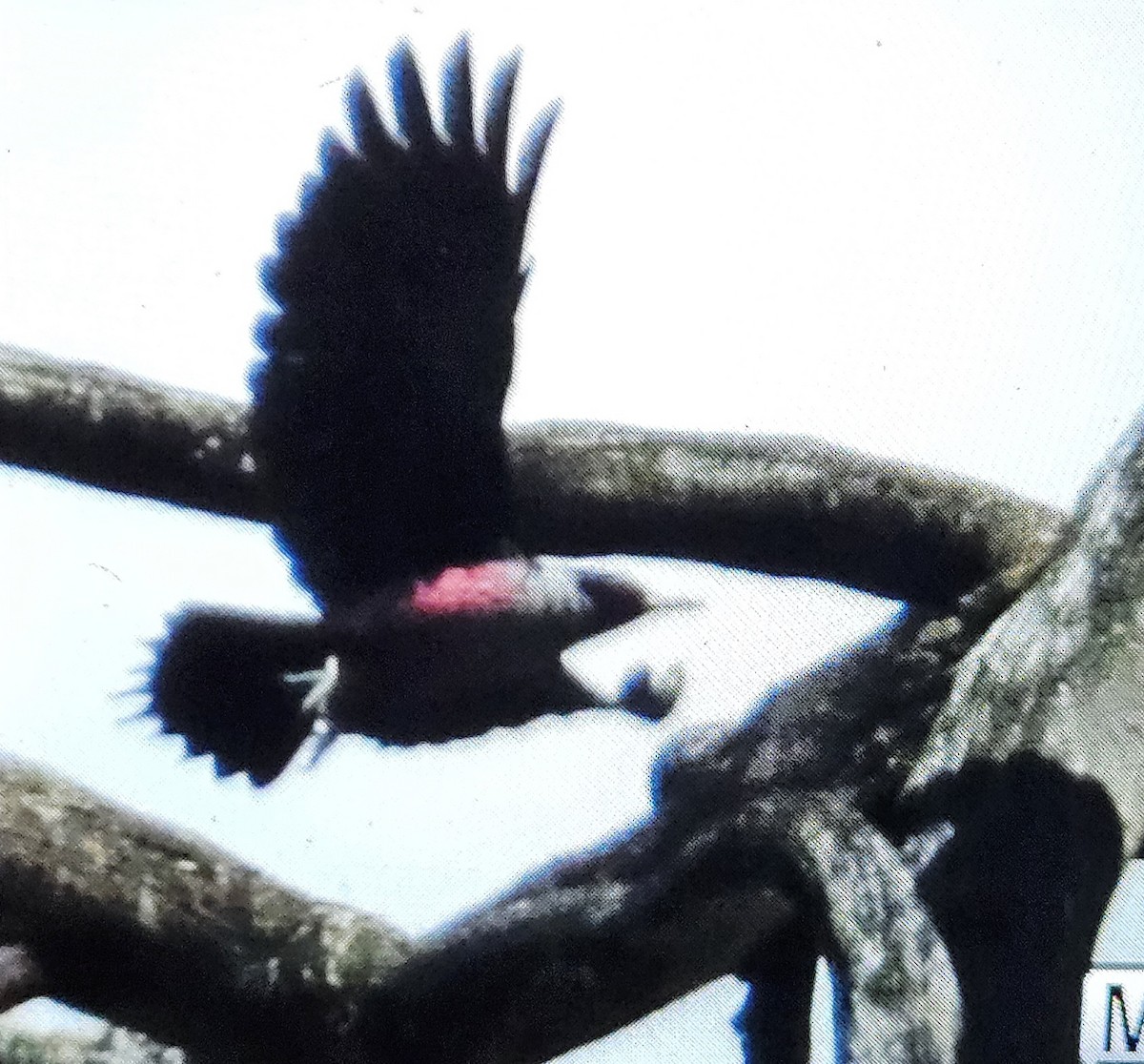 Lewis's Woodpecker - ML617598433