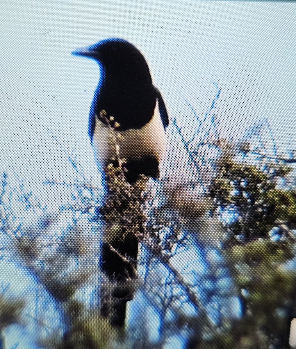 Black-billed Magpie - ML617598448