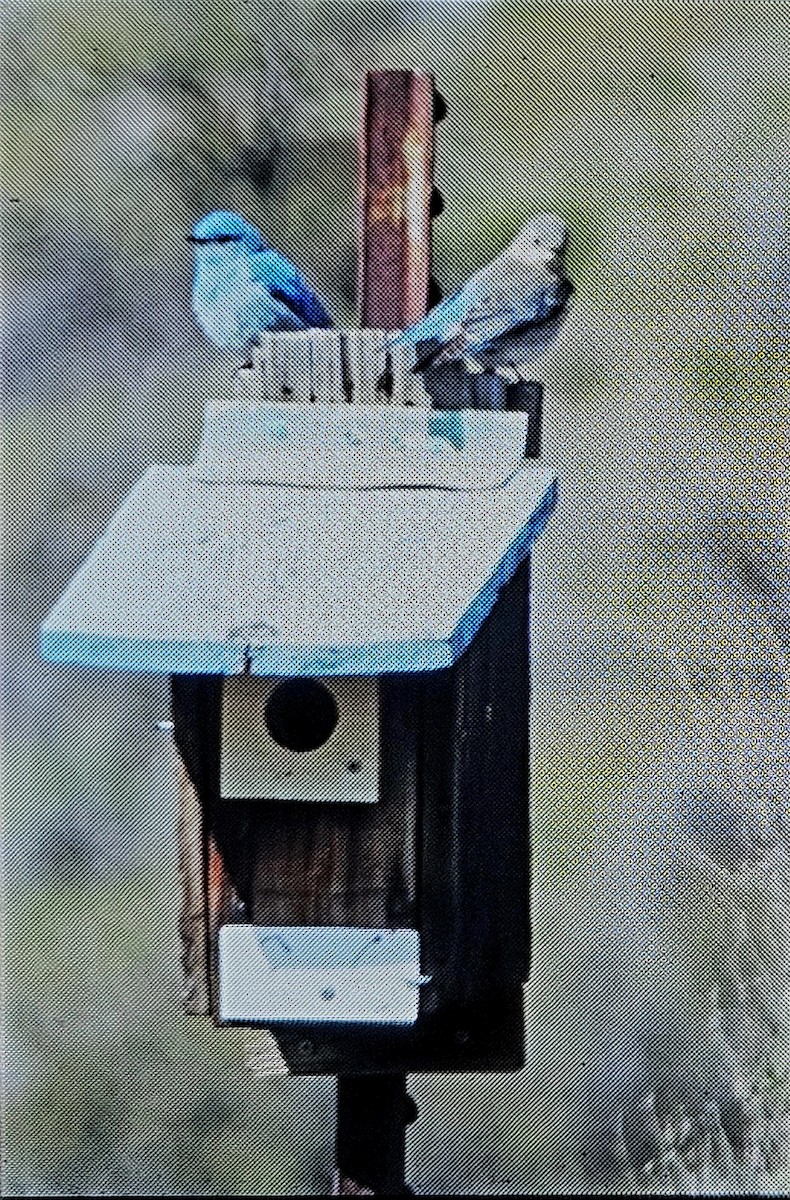 Mountain Bluebird - ML617598461