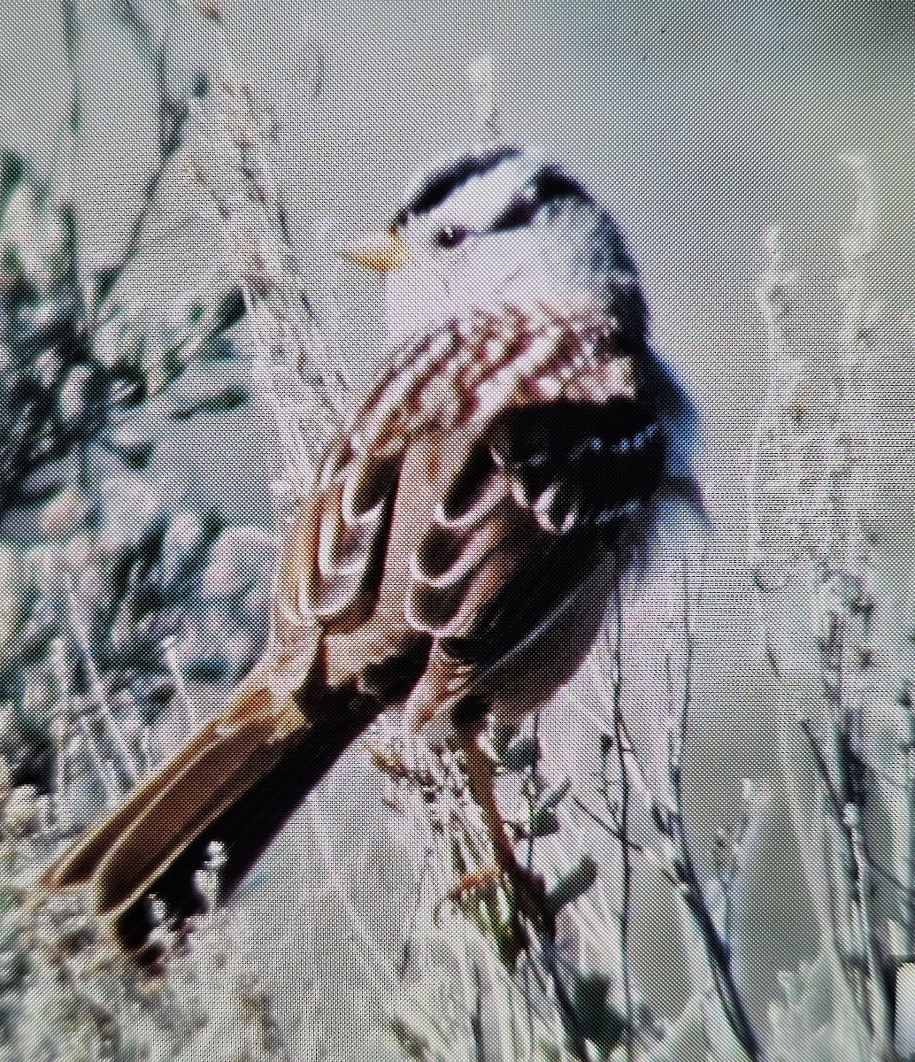 Bruant à couronne blanche - ML617598470