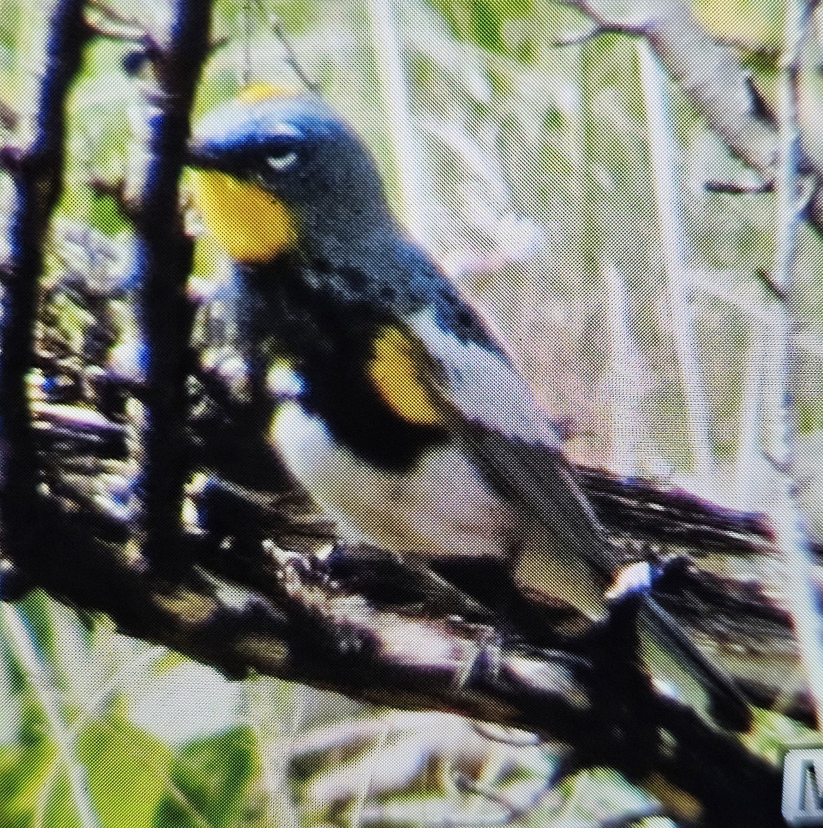 Yellow-rumped Warbler (Audubon's) - ML617598473