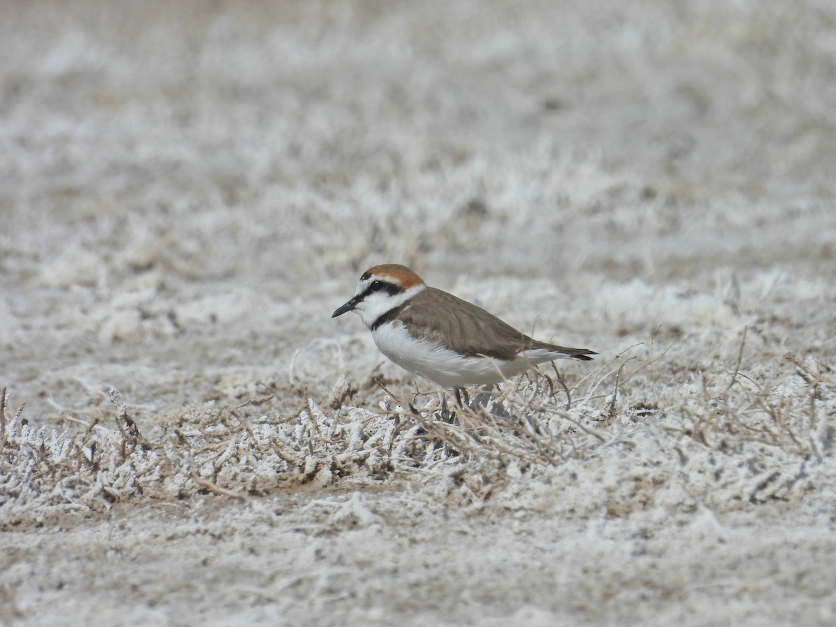 Kentish Plover - Murat Akkaya