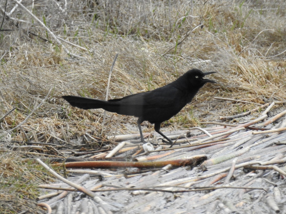 Great-tailed Grackle - ML617598515