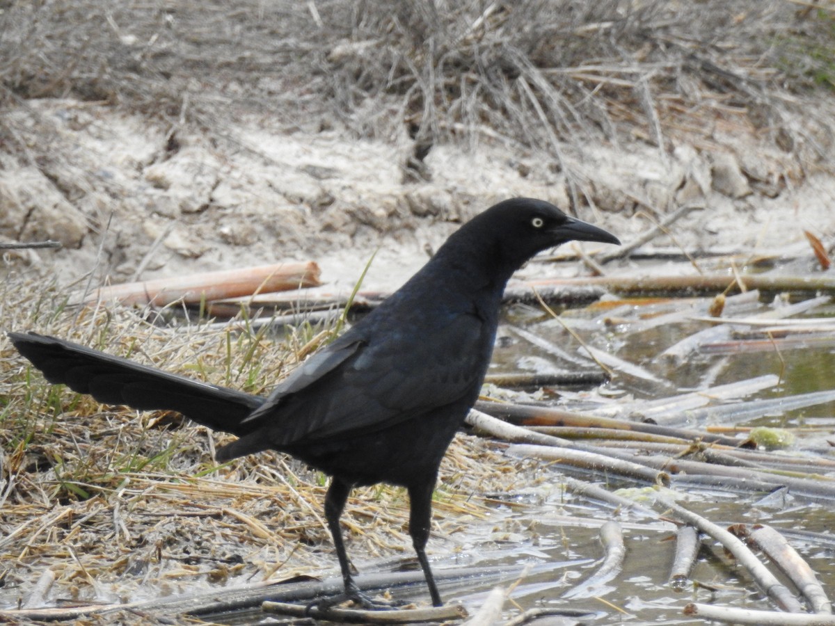 Great-tailed Grackle - ML617598516