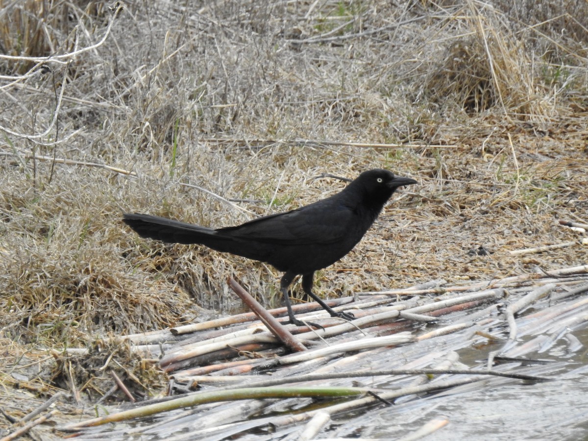 Great-tailed Grackle - ML617598518