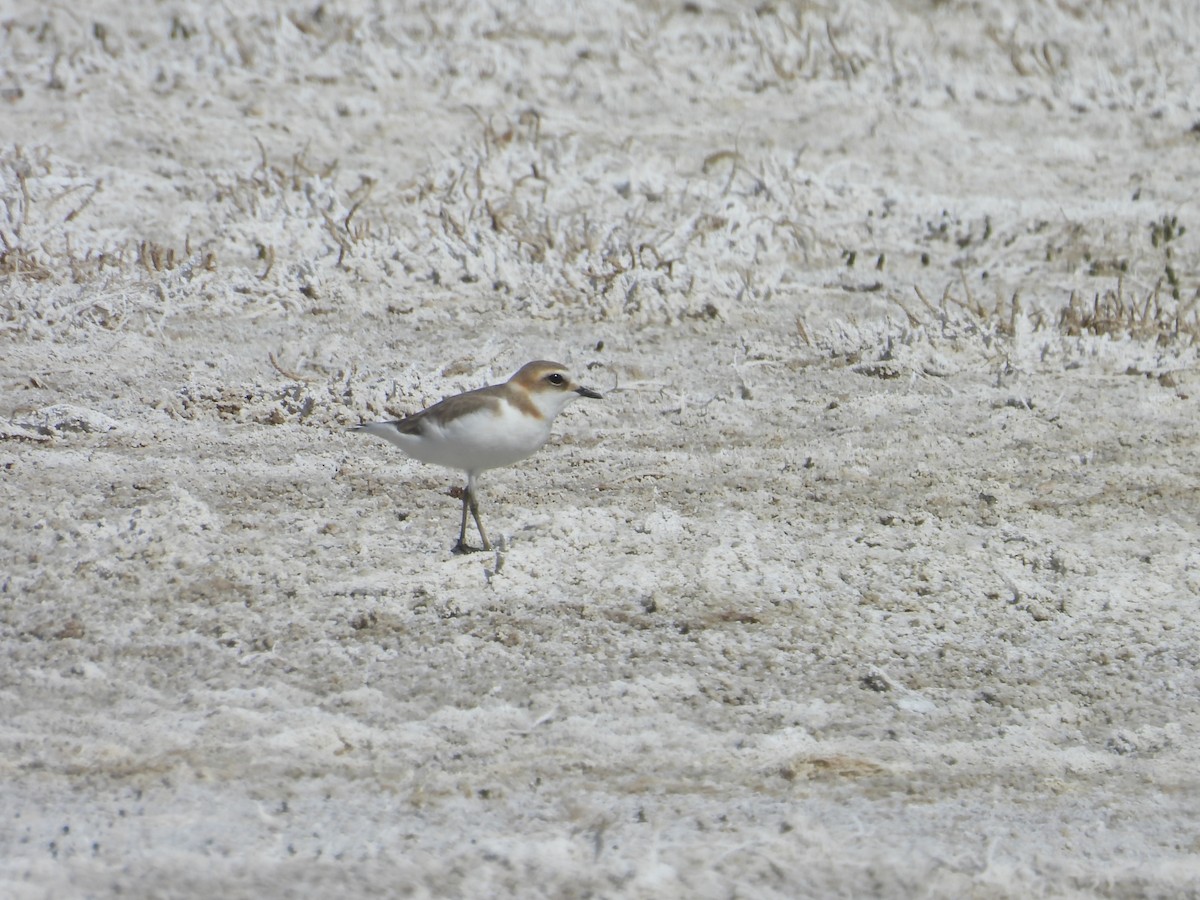 Kentish Plover - ML617598531