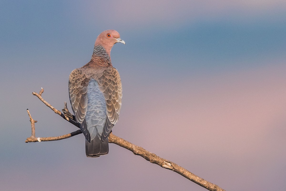 Picazuro Pigeon - ML617598548