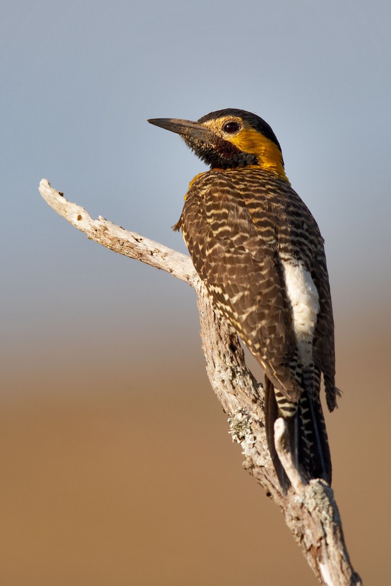 Campo Flicker - ML617598559