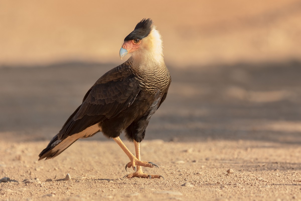 Crested Caracara - ML617598560