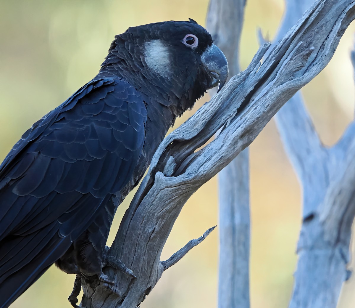 Baudin's Black-Cockatoo - ML617598594