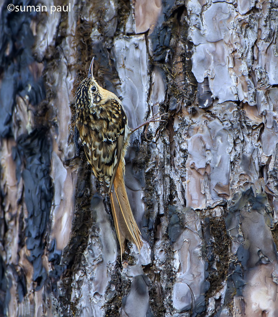 Hume's Treecreeper - ML617598613