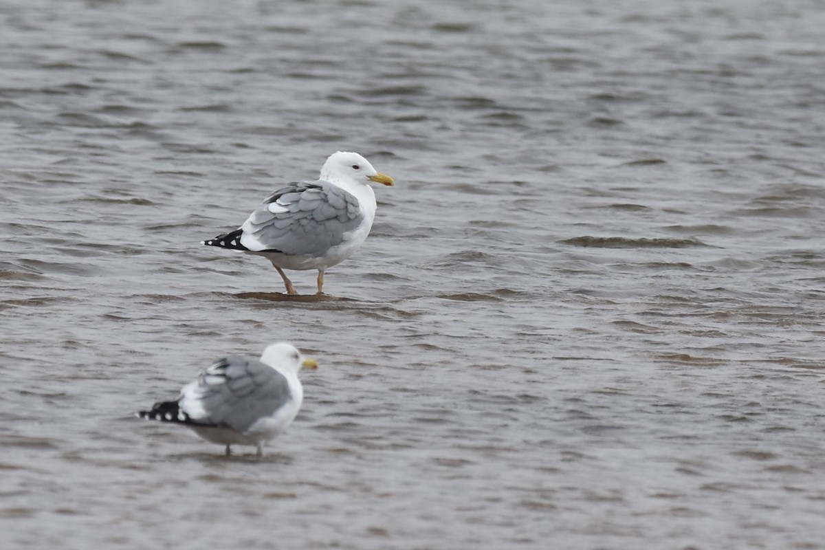 Lesser Black-backed Gull (taimyrensis) - ML617598628