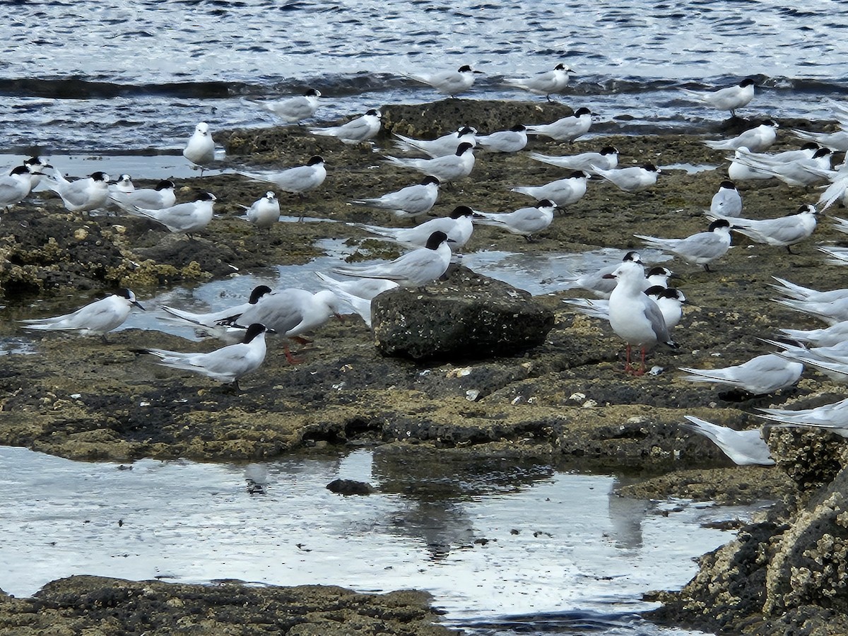 White-fronted Tern - Anonymous