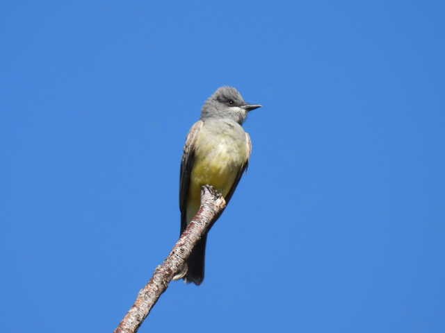 Cassin's Kingbird - ML617598659