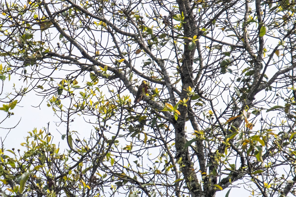 Banded Bay Cuckoo - ML617598672