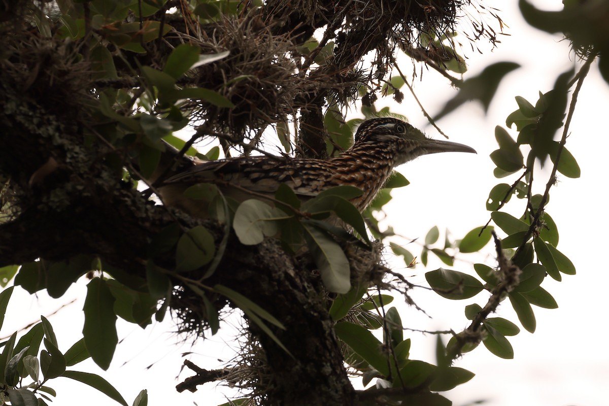 Greater Roadrunner - ML617598686