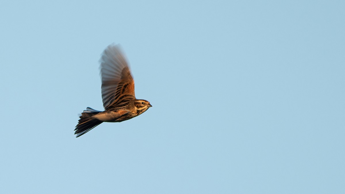 Reed Bunting - ML617598750