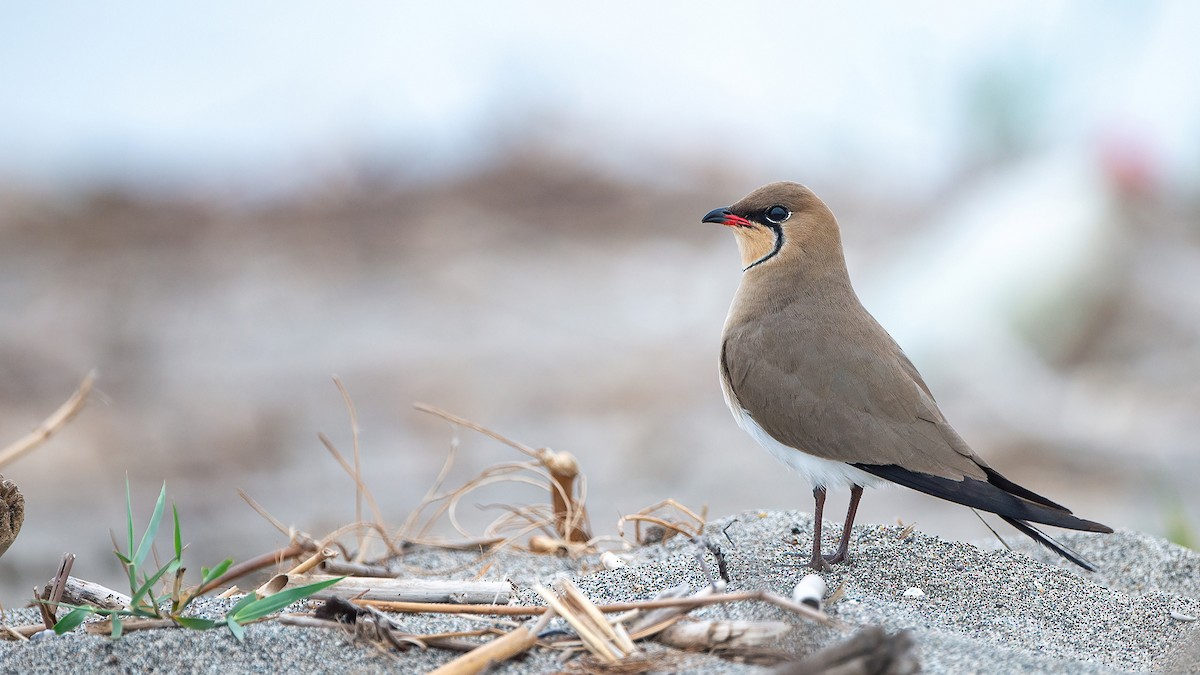 Collared Pratincole - ML617598774