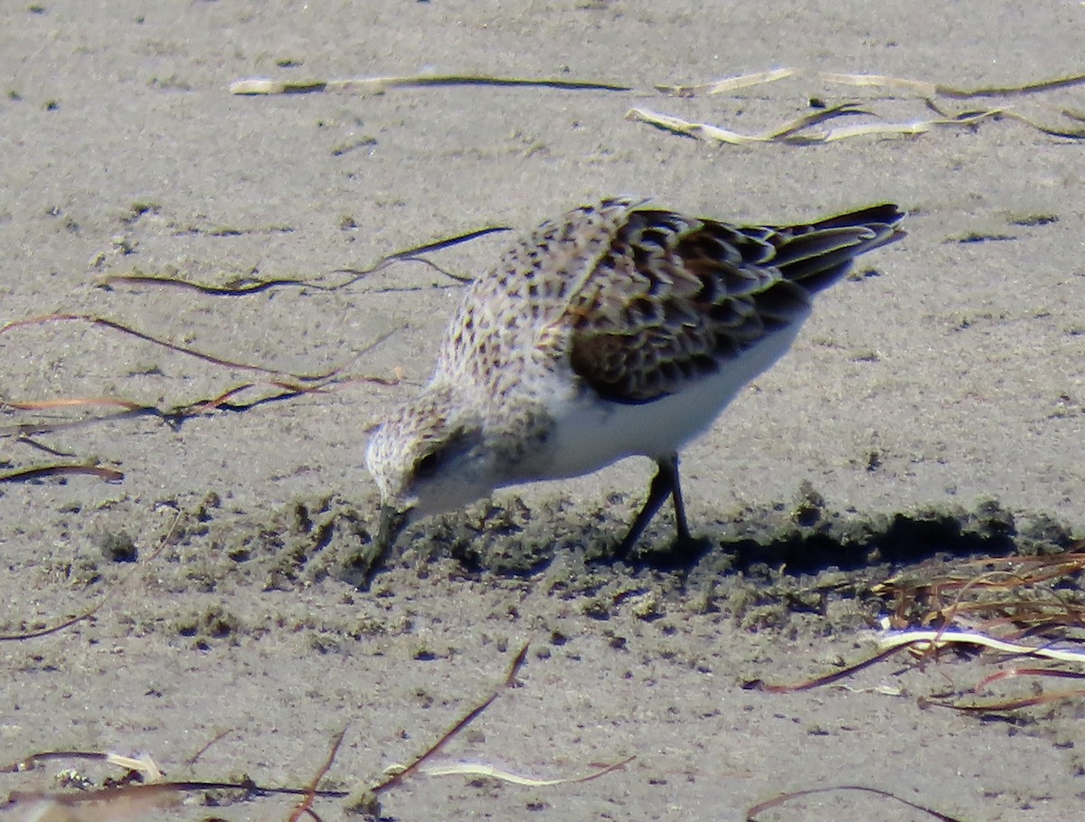 Bécasseau sanderling - ML617598775