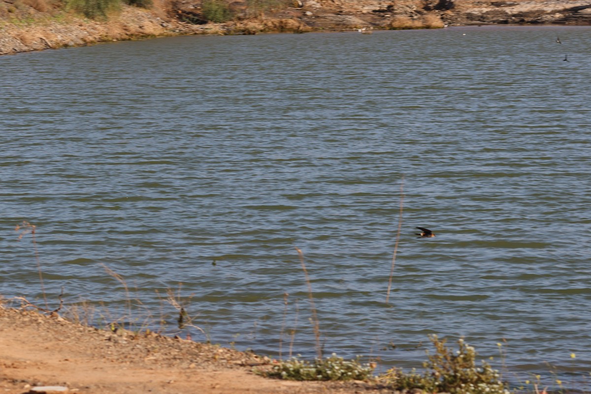 Red-rumped Swallow - ML617598791