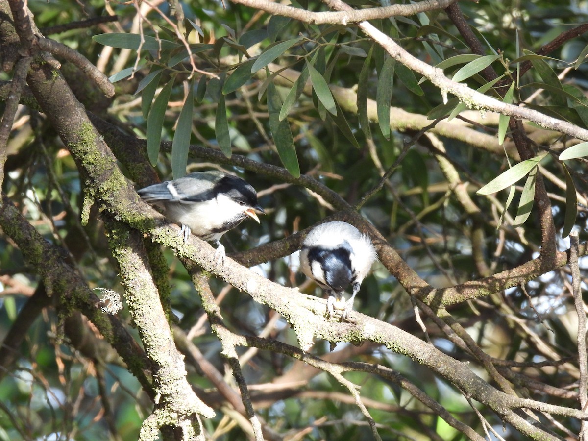 Cinereous Tit - ML617598794