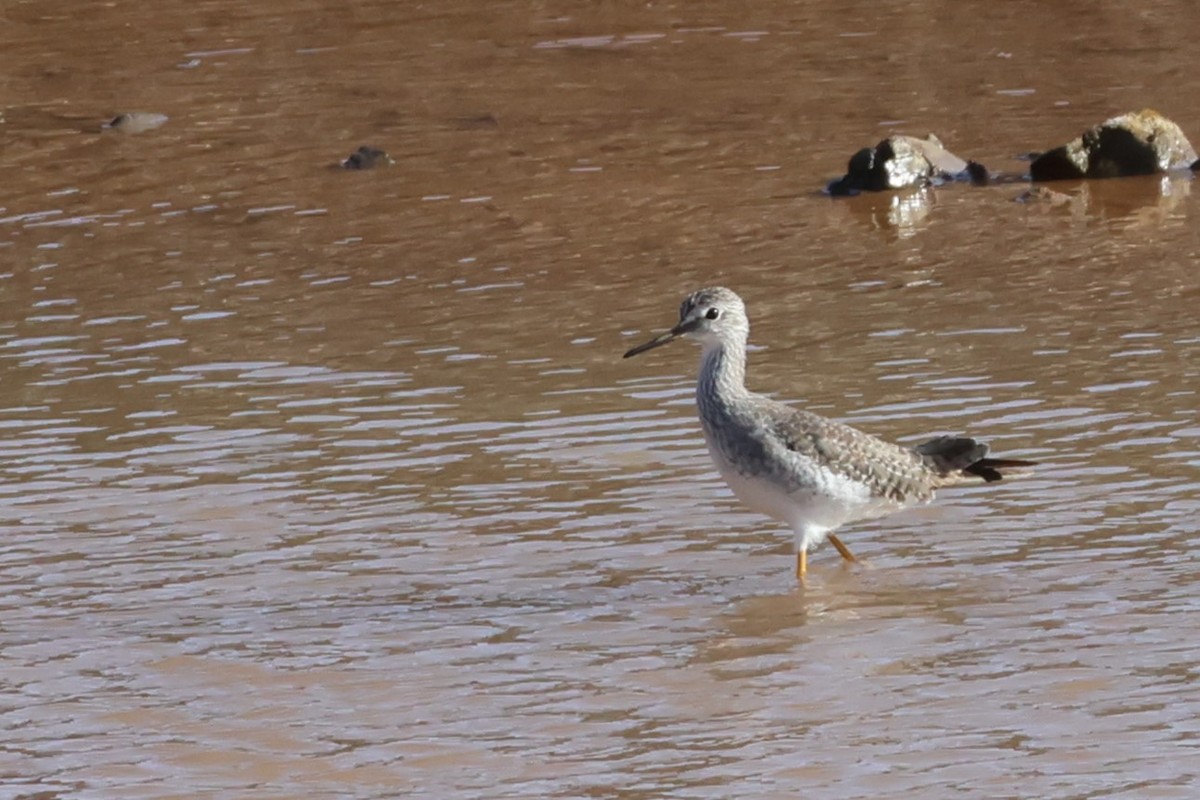 Lesser Yellowlegs - ML617598828