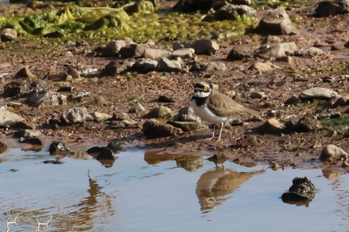 Little Ringed Plover - ML617598839