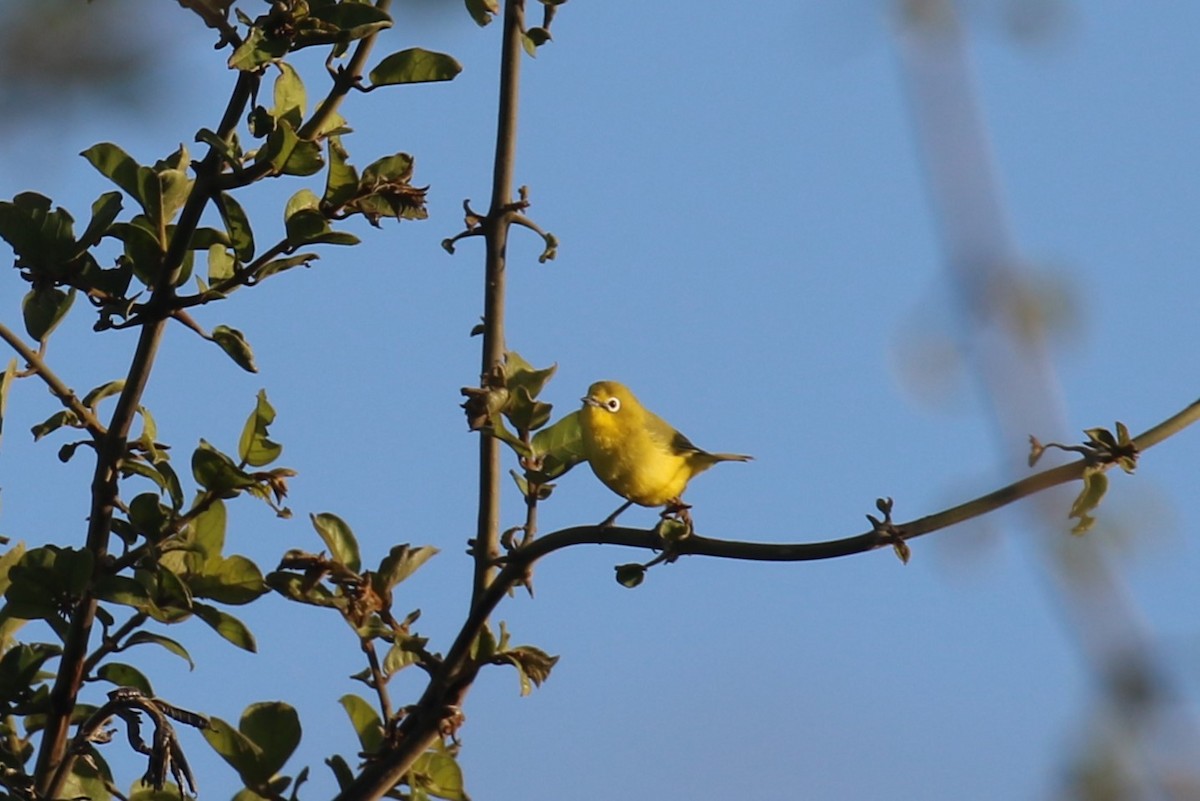 Southern Yellow White-eye - ML617598846