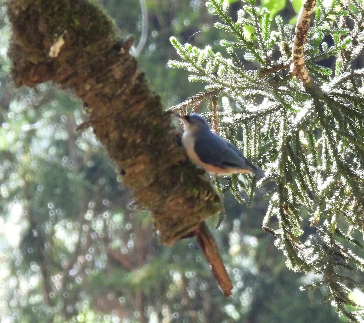 Velvet-fronted Nuthatch - ML617598851