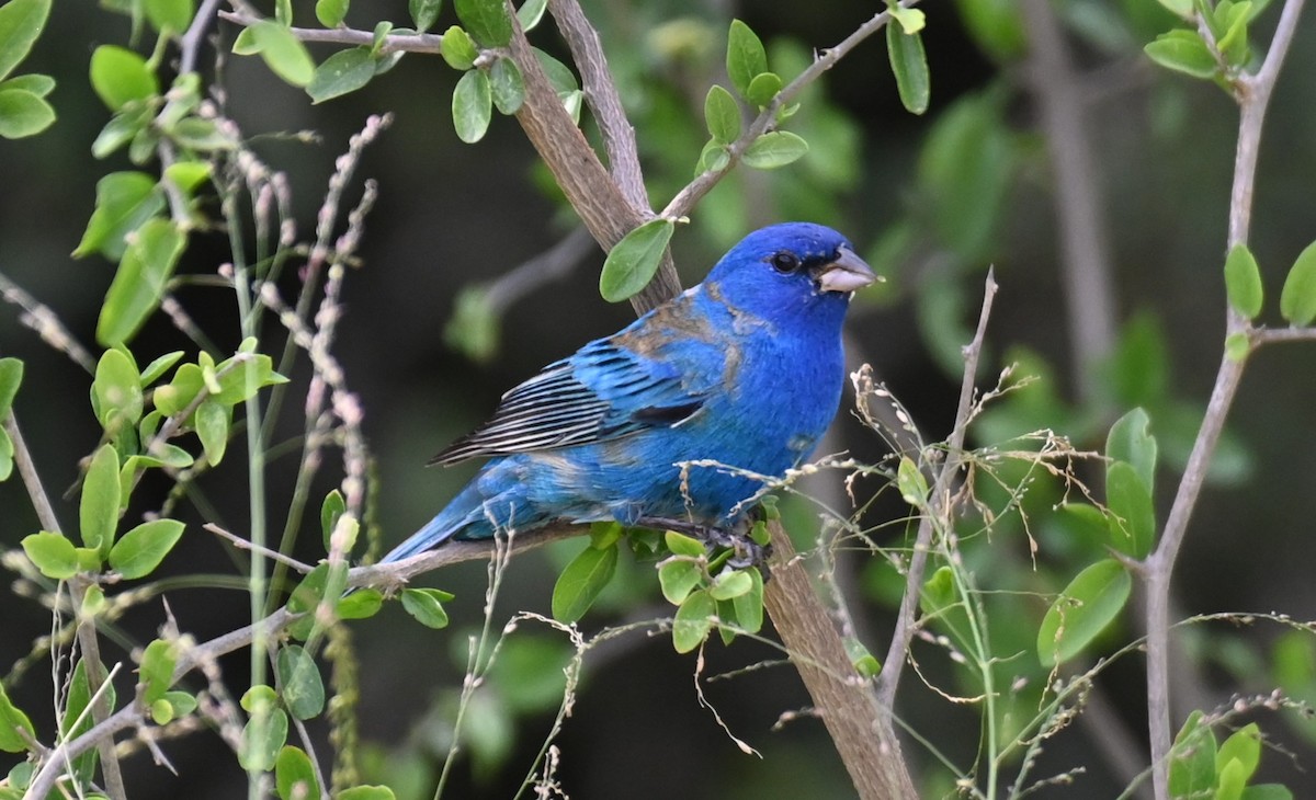 Indigo Bunting - ML617598885