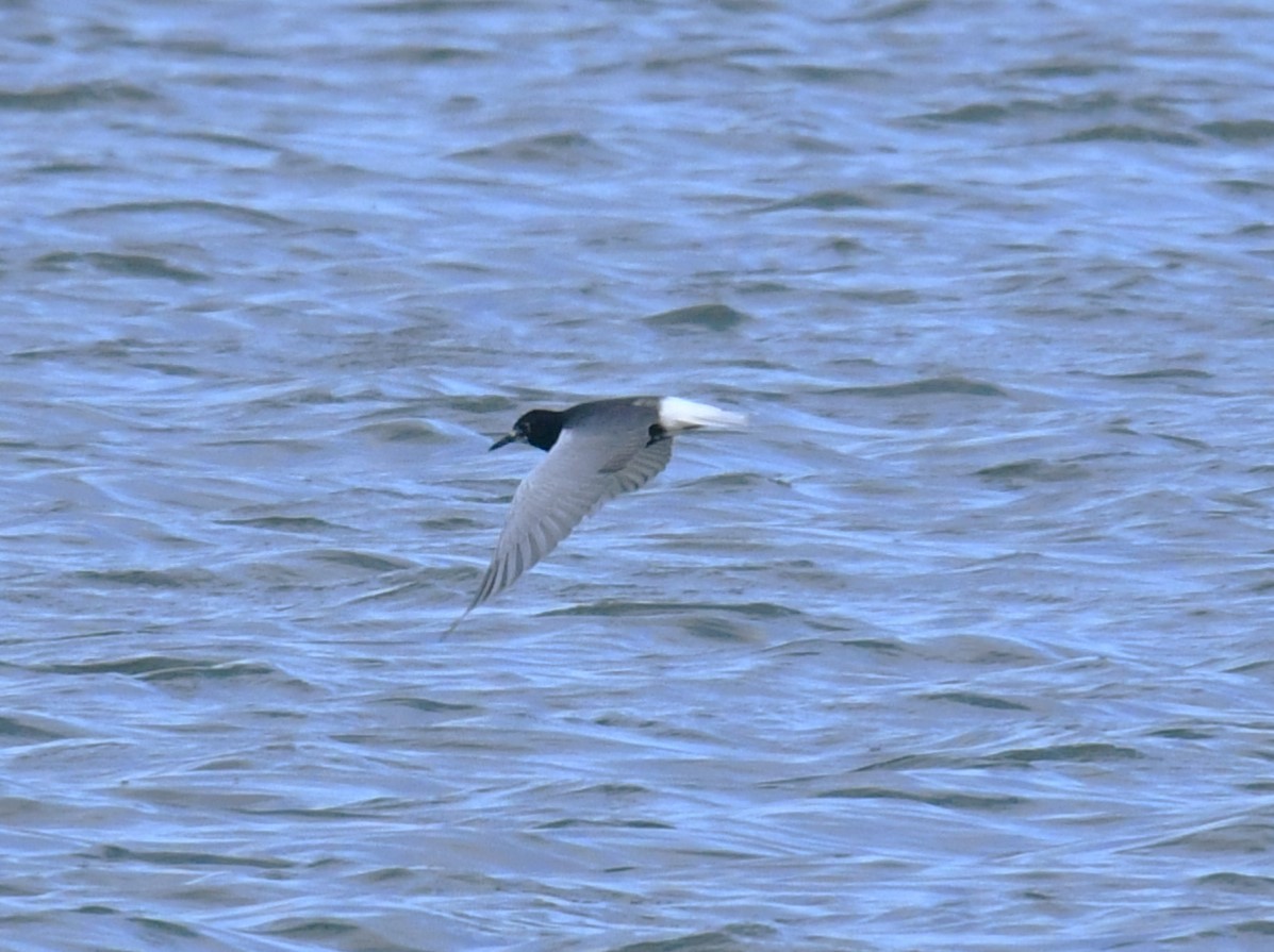 White-winged Tern - ML617598891