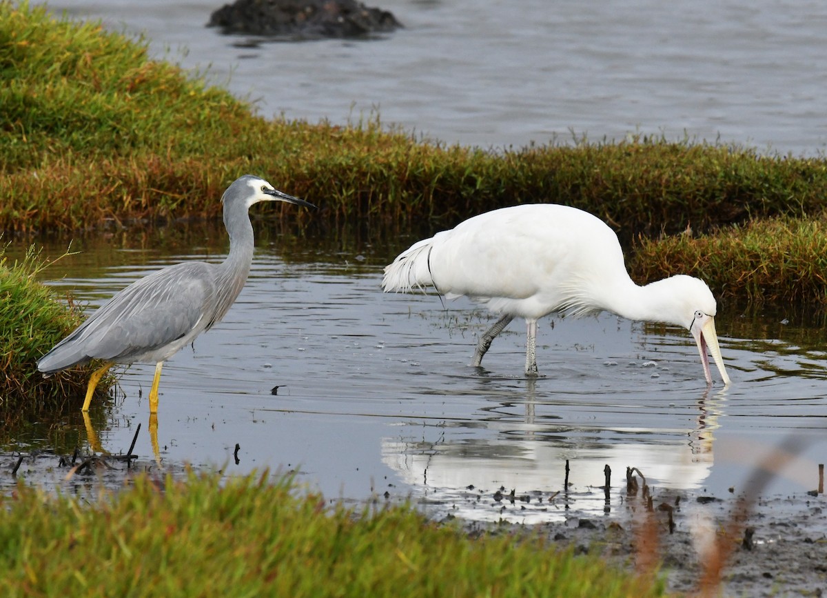 Yellow-billed Spoonbill - Ron Sawyer