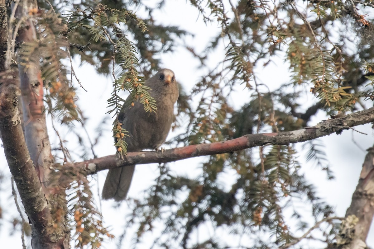 Great Parrotbill - Ramesh Shenai