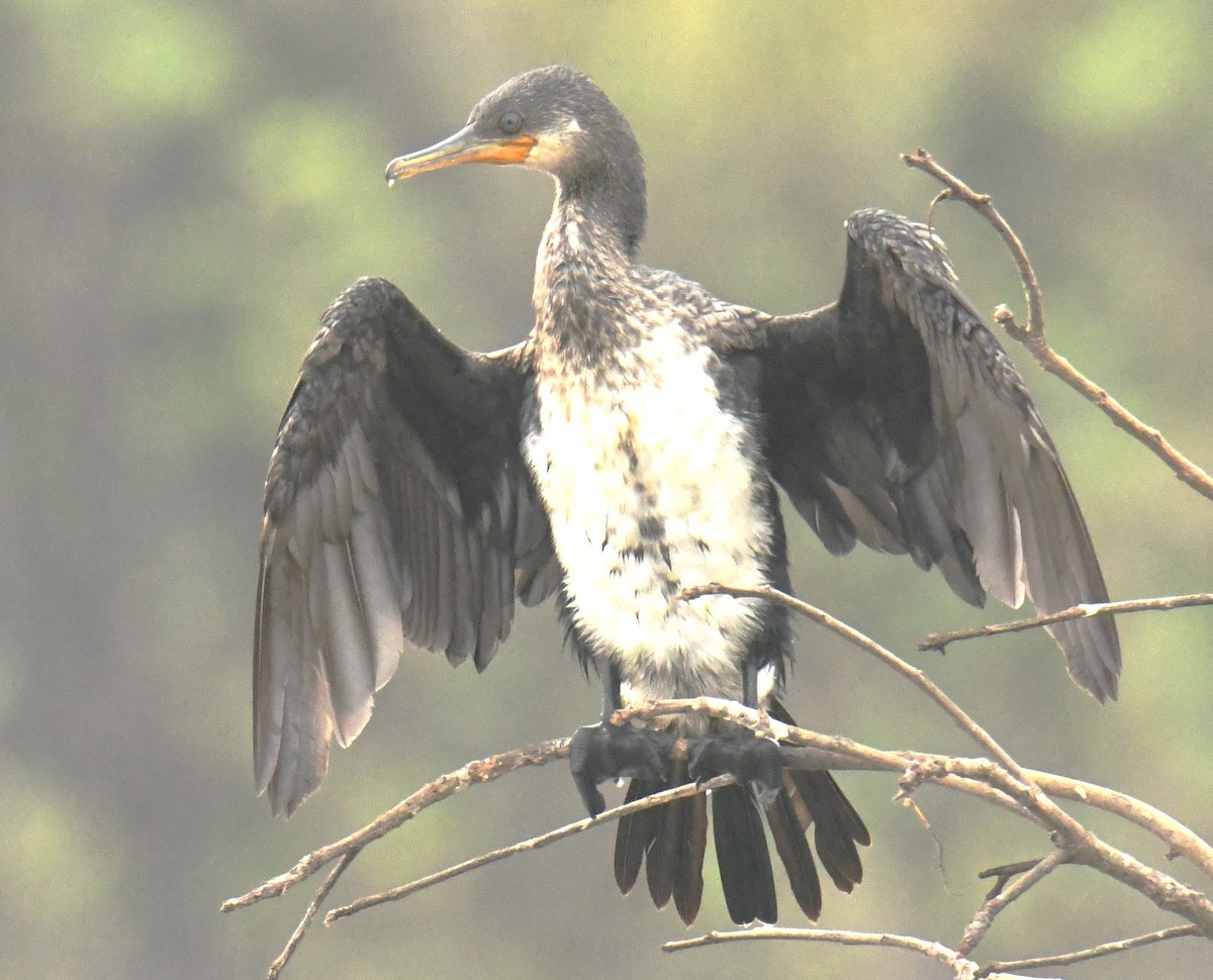 Cormoran à cou brun - ML617598970