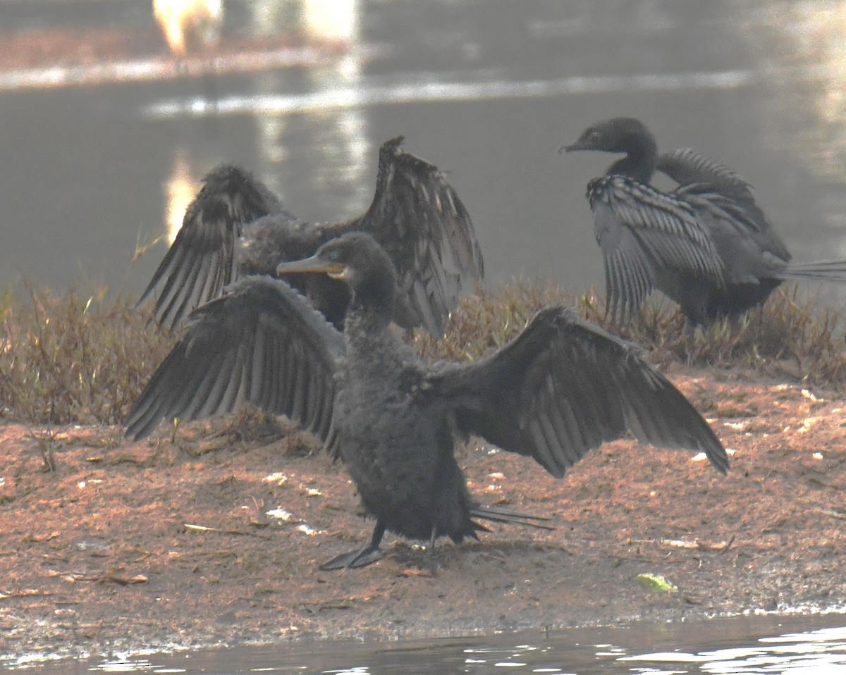 Cormoran à cou brun - ML617598971