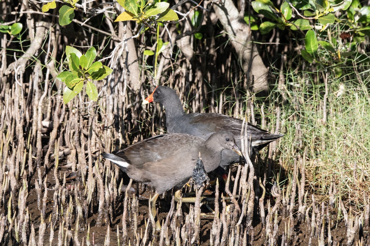 Dusky Moorhen - Owen  Lawton