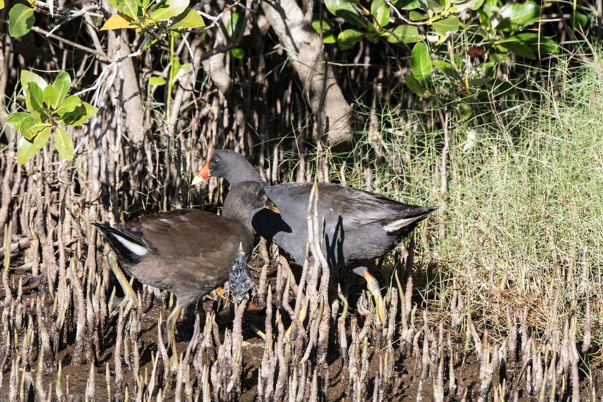 Dusky Moorhen - Owen  Lawton