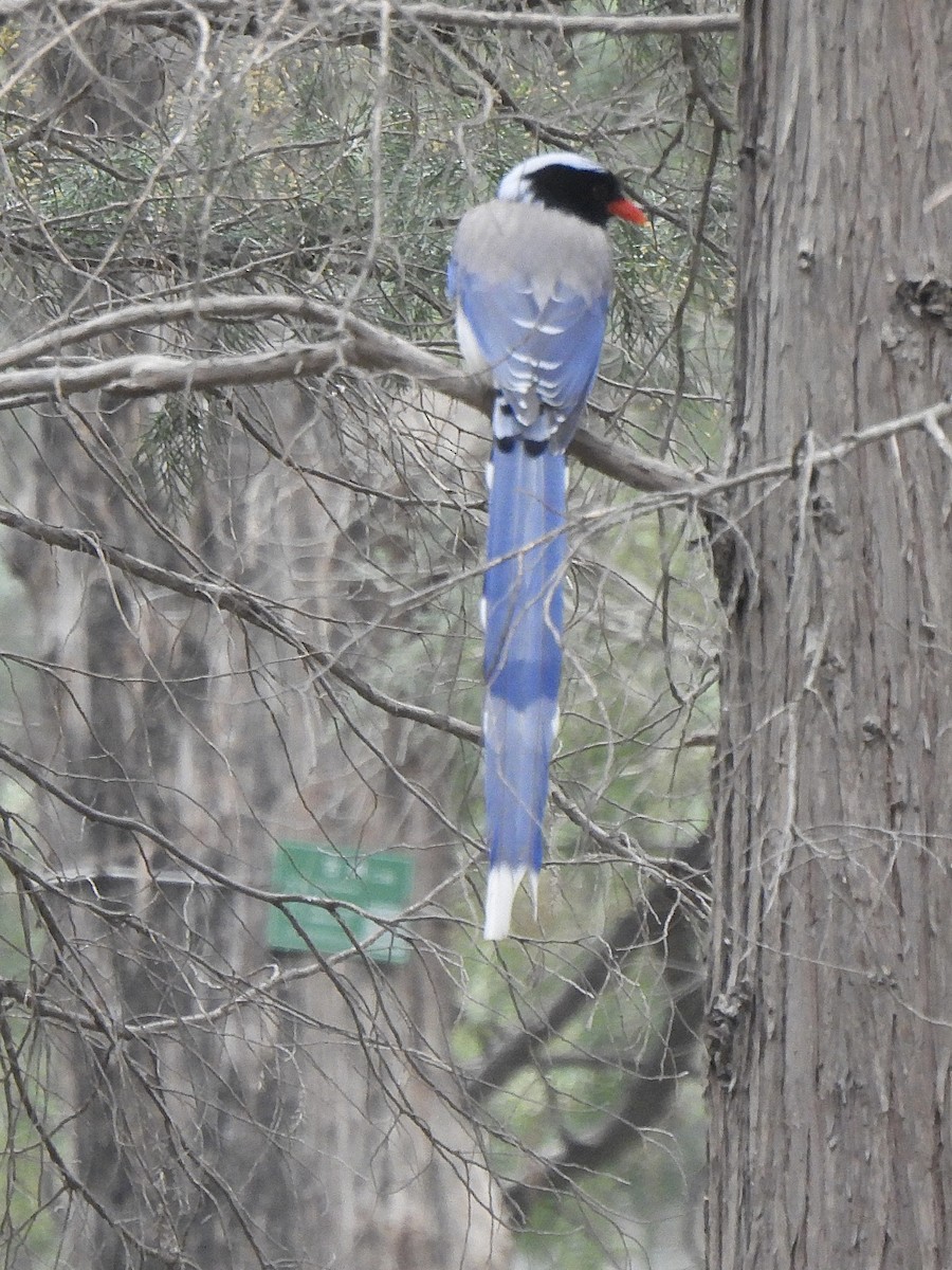 Red-billed Blue-Magpie - ML617599010