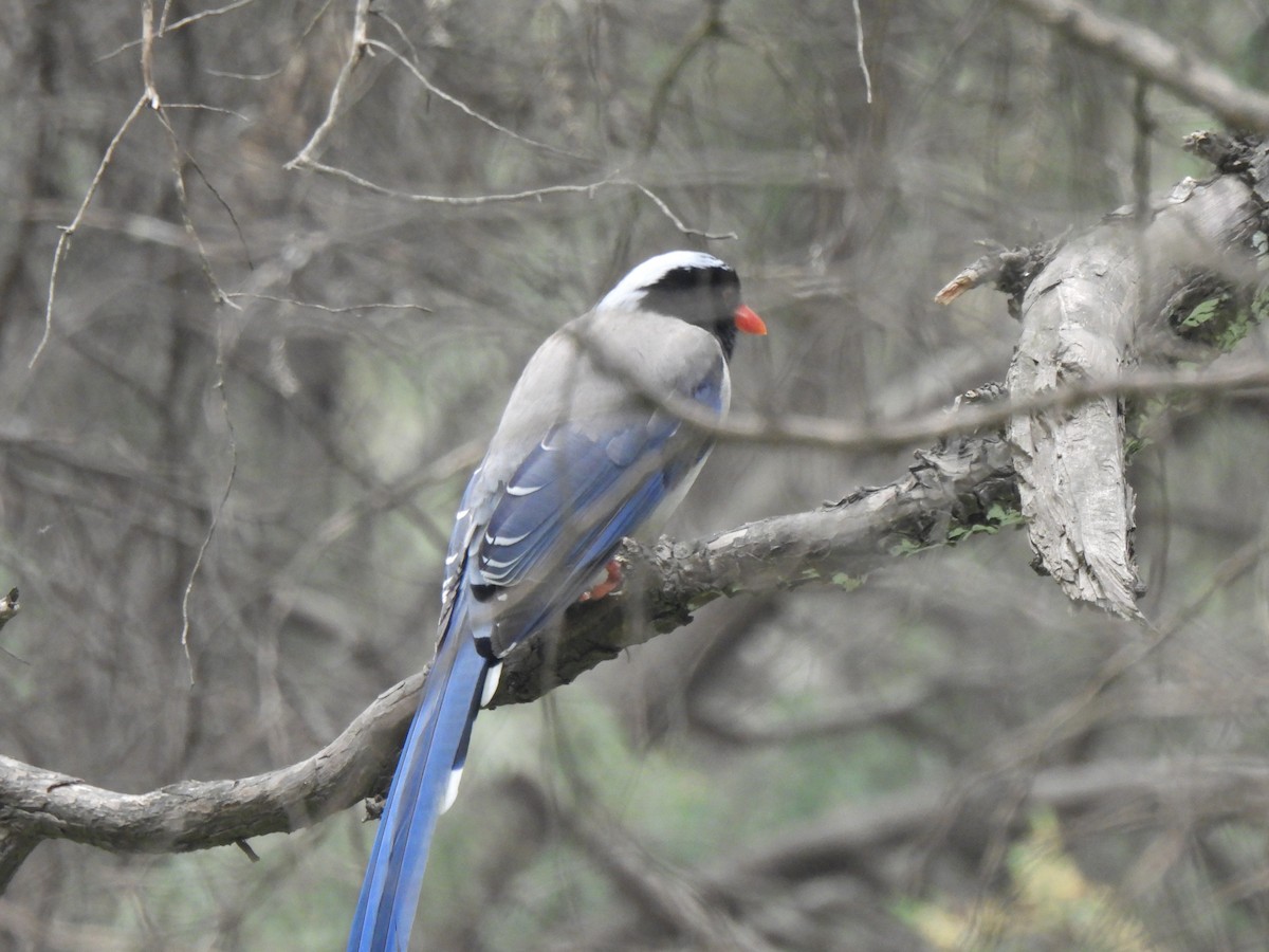 Red-billed Blue-Magpie - ML617599011