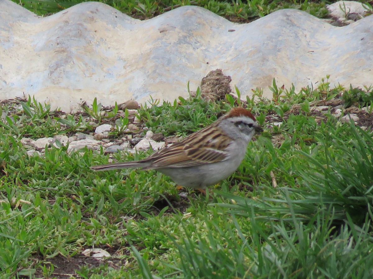 Chipping Sparrow - ML617599044