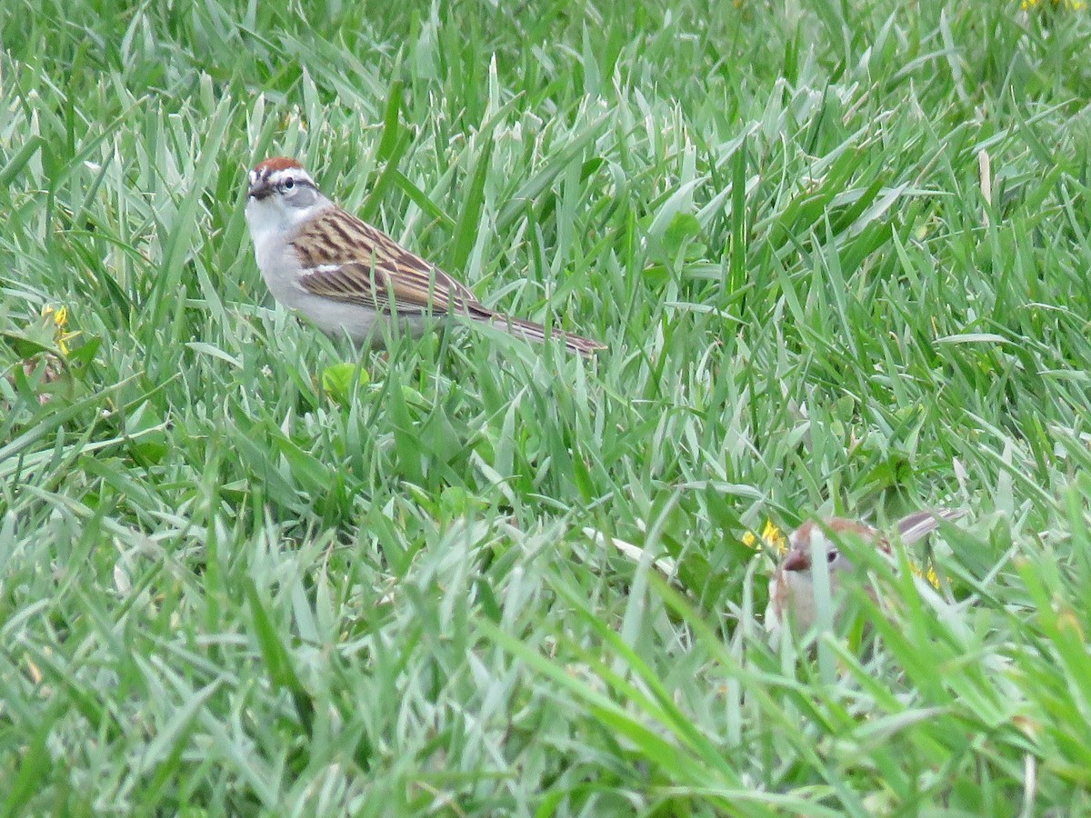 Chipping Sparrow - ML617599045